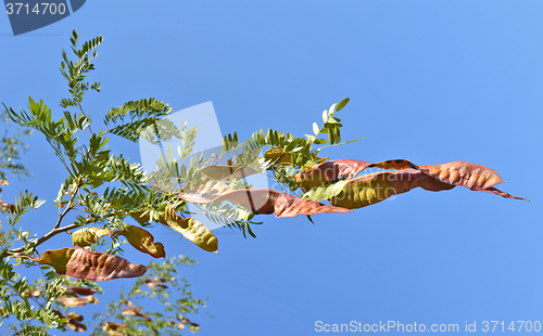 Image of Acacia