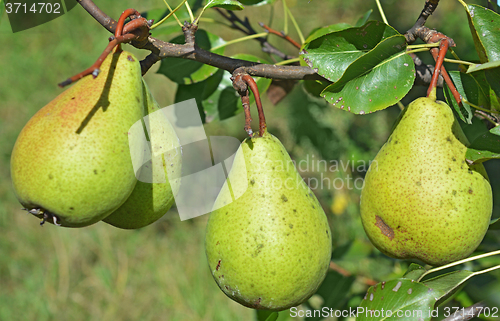 Image of Green pears