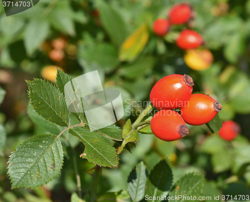 Image of Rose hip