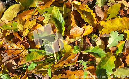 Image of Autumn leaves