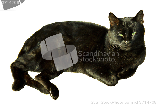 Image of Black cat