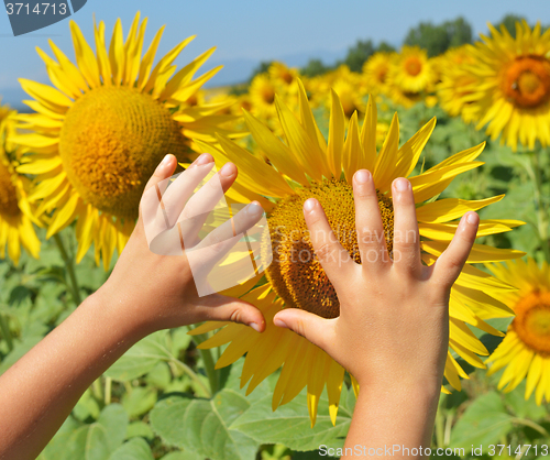 Image of Sunflower