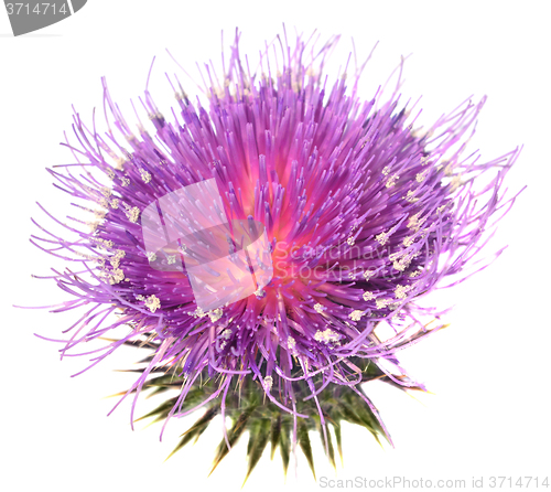 Image of Thistle