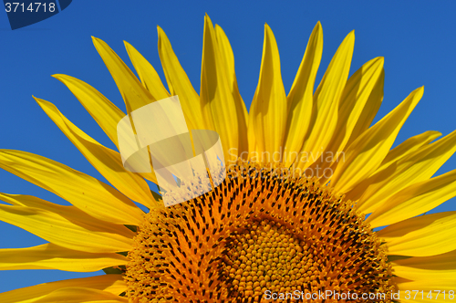 Image of Sunflower