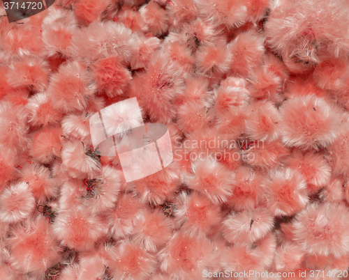 Image of Dried Flowers Dandelion