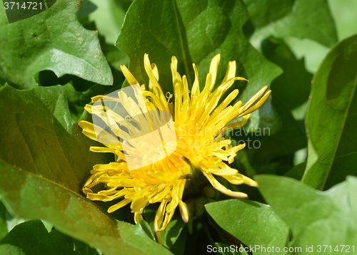 Image of Dandelion