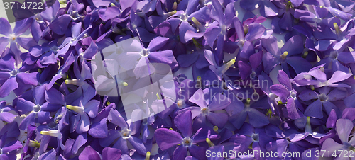Image of Background flowers