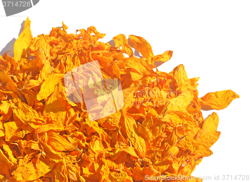 Image of Dried petals of sunflowers