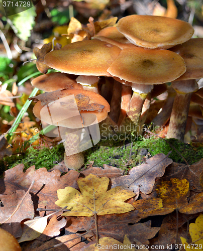 Image of Mushrooms in the forest