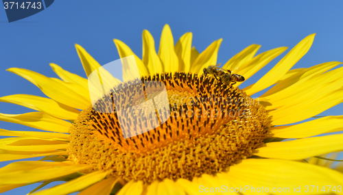 Image of Sunflower and bees