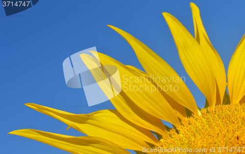 Image of Sunflower