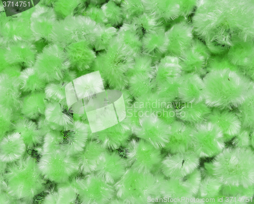 Image of Dried Flowers Dandelion