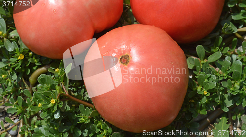 Image of Tomato and purslane