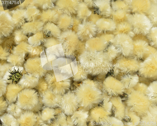 Image of Dried Flowers Dandelion