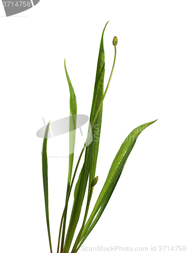Image of Ribwort Plantain