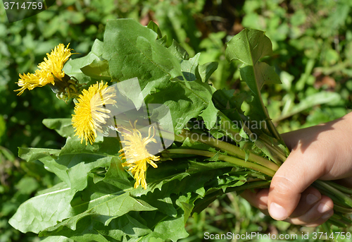 Image of Bouquet of dandelions