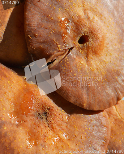 Image of Mushrooms
