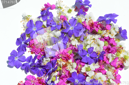 Image of Flowers