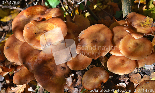 Image of Mushrooms in the forest