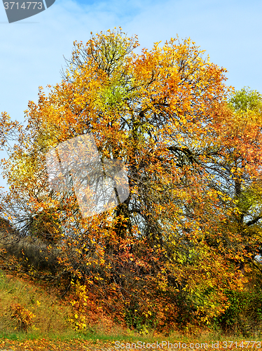 Image of Autumn tree