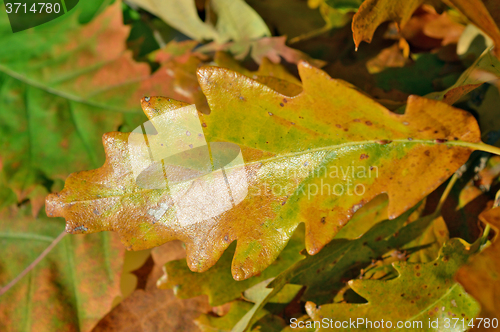 Image of Autumn leaves