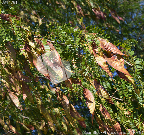 Image of Acacia