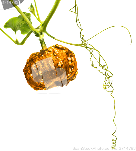 Image of Small golden pumpkin