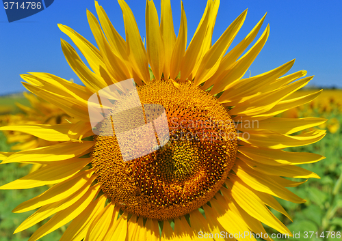 Image of Sunflower and bee