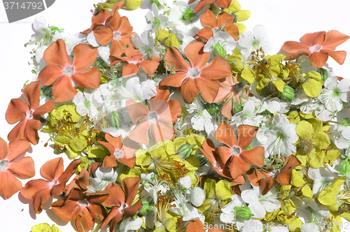 Image of Flowers