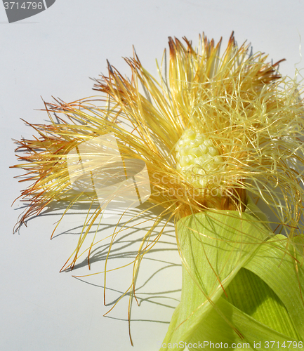 Image of Young corn