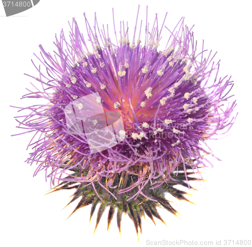 Image of Thistle