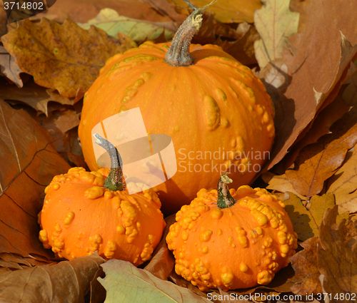 Image of Small pumpkins
