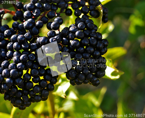 Image of Elderberry