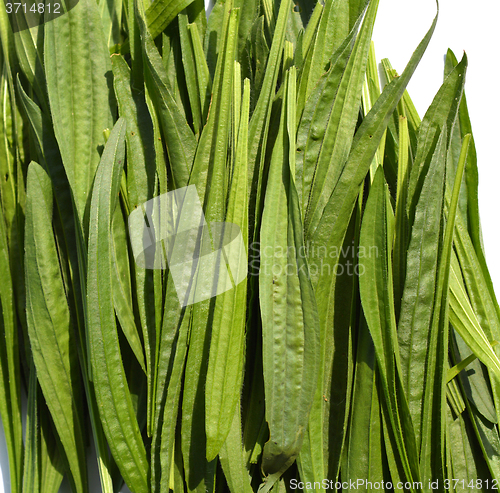 Image of Ribwort Plantain