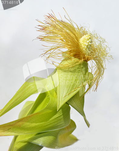 Image of Young corn