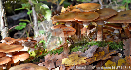 Image of Mushrooms in the forest