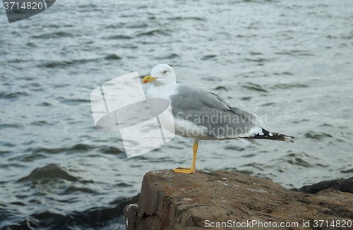 Image of Seagull on a rock