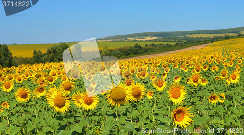 Image of Sunflowers