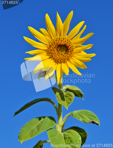 Image of Sunflower