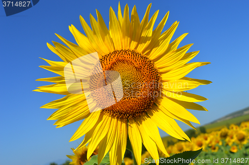 Image of Sunflower