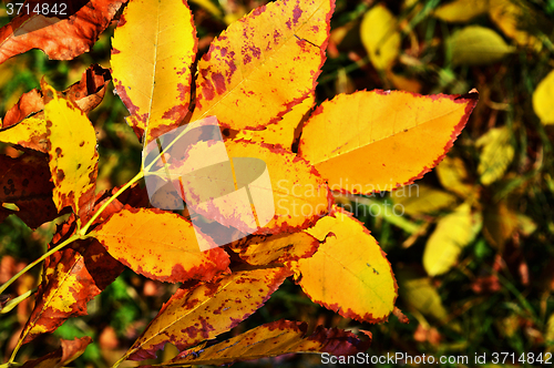 Image of Autumn leaves