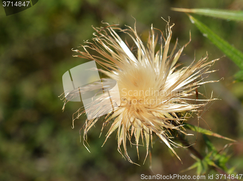 Image of Thistle