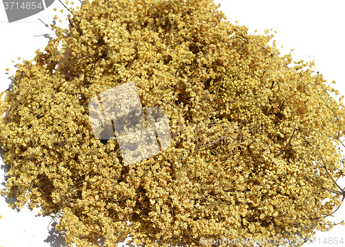 Image of Acacia