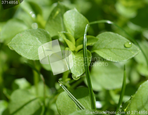 Image of Background with grass