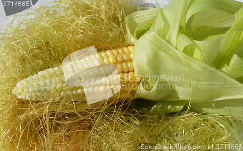 Image of Young corn with leaves