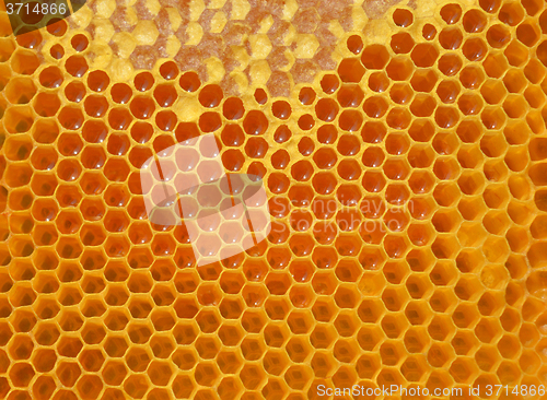 Image of Honey