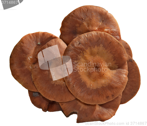 Image of Mushrooms