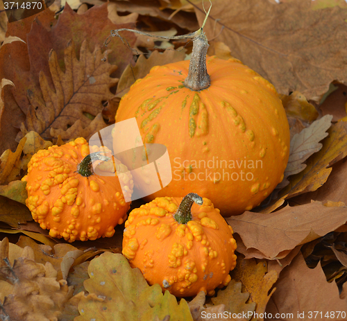 Image of Small pumpkins