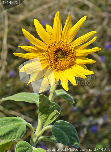 Image of Sunflower