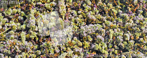 Image of Flowers of wild mint